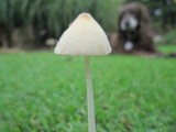 Conocybe apala image