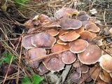 Gymnopilus aeruginosus image