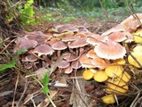 Gymnopilus aeruginosus image