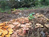 Gymnopilus aeruginosus image