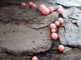 Lycogala epidendrum image