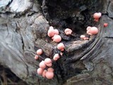 Lycogala epidendrum image