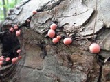 Lycogala epidendrum image