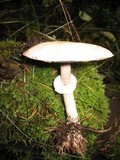 Agaricus silvicola image