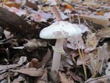 Amanita citrina f. lavendula image