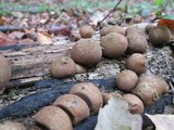 Lycogala epidendrum image