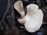 Hohenbuehelia petaloides image