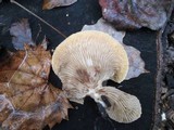 Hohenbuehelia petaloides image