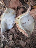 Lactarius paradoxus image