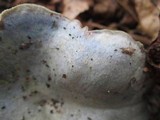Lactarius paradoxus image