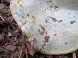 Lactarius paradoxus image