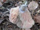Lactarius paradoxus image