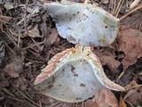 Lactarius paradoxus image