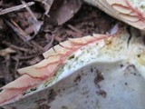 Lactarius paradoxus image