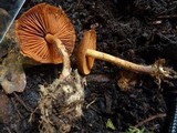Cortinarius malicorius image