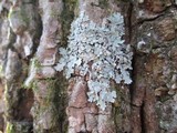 Myelochroa aurulenta image