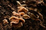 Merulius tremellosus image