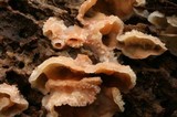 Merulius tremellosus image