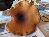 Royoporus badius image