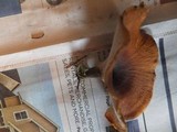 Royoporus badius image