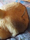 Suillus brevipes image