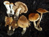 Cortinarius variosimilis image