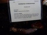 Cortinarius vanduzerensis image
