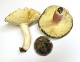 Russula olivacea image