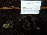 Gomphidius glutinosus image