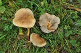 Pholiota angustipes image