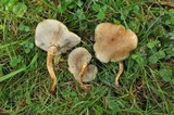 Pholiota angustipes image