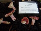 Russula sanguinaria image