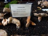 Tricholoma focale image