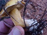 Suillus tomentosus image