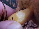 Suillus tomentosus image