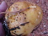 Suillus tomentosus image