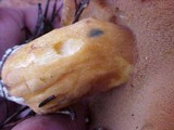 Suillus tomentosus image