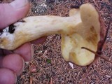 Suillus brevipes image