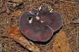 Russula mariae image