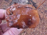 Suillus brevipes image