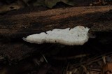 Merulius tremellosus image
