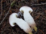 Gomphidius subroseus image
