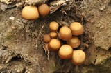 Psathyrella piluliformis image
