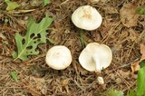 Rhodocollybia maculata image