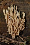 Ramaria stricta image