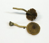 Cortinarius fulvescens image