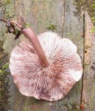 Baeospora myriadophylla image