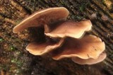Baeospora myriadophylla image