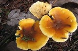 Hygrophoropsis aurantiaca image