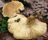 Hypsizygus ulmarius image